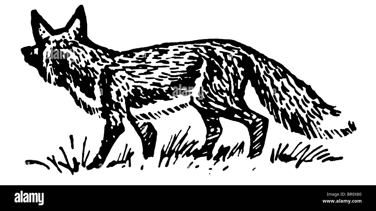 Black and white fox illustration hi-res stock photography and images - Alamy, image size:1300x729