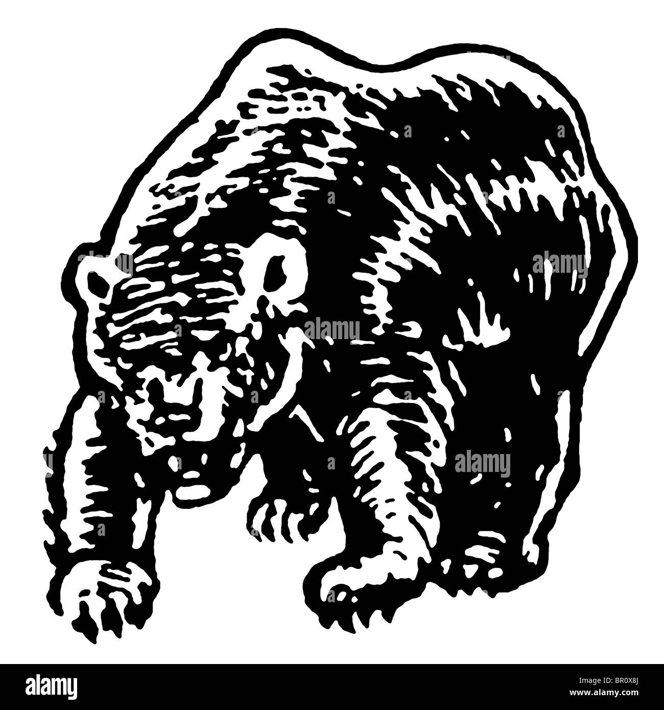 A black and white version of an illustration of a fierce looking bear Stock Photo