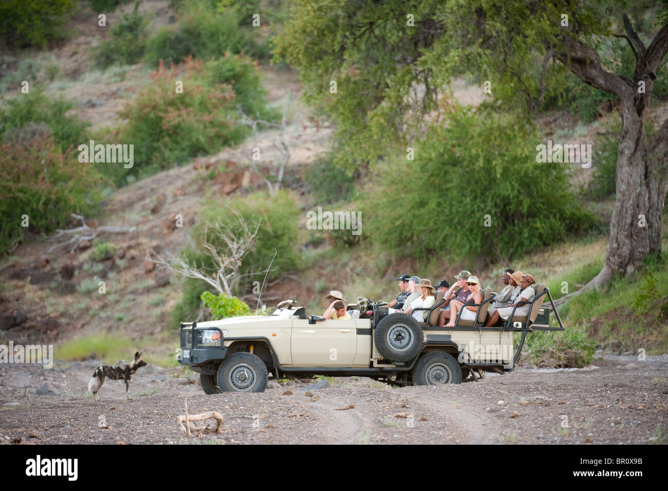 Tourists watching Wild dogs on safari (Lycaon pictus), Mashatu Game ...