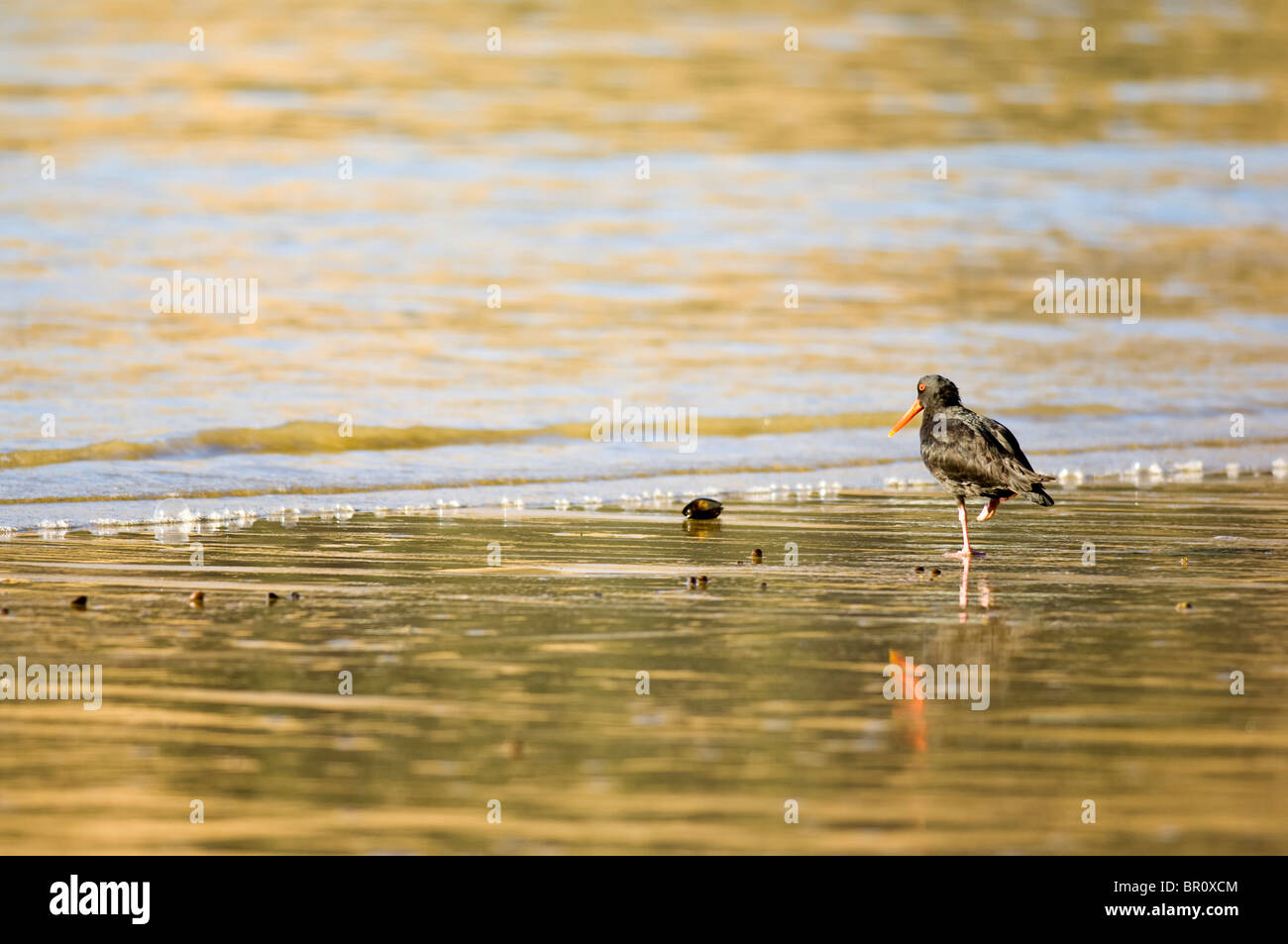 New Zealand, South Island, Marlborough Sounds. Variable Oystercatcher