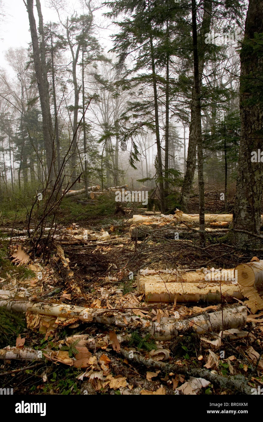 Jackman maine hires stock photography and images Alamy