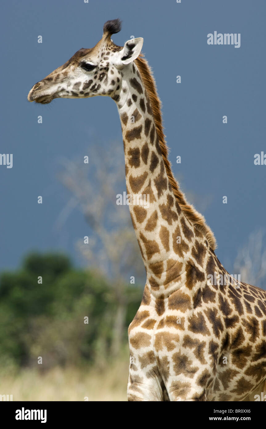 Maasai giraffe (Giraffa camelopardalis tippelskirchi), Serengeti National Park, Tanzania Stock Photo