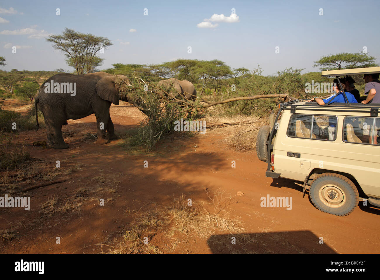 Tourist car looking at African Elephants (Loxodonta africana), Serengeti National Park, Tanzania Stock Photo