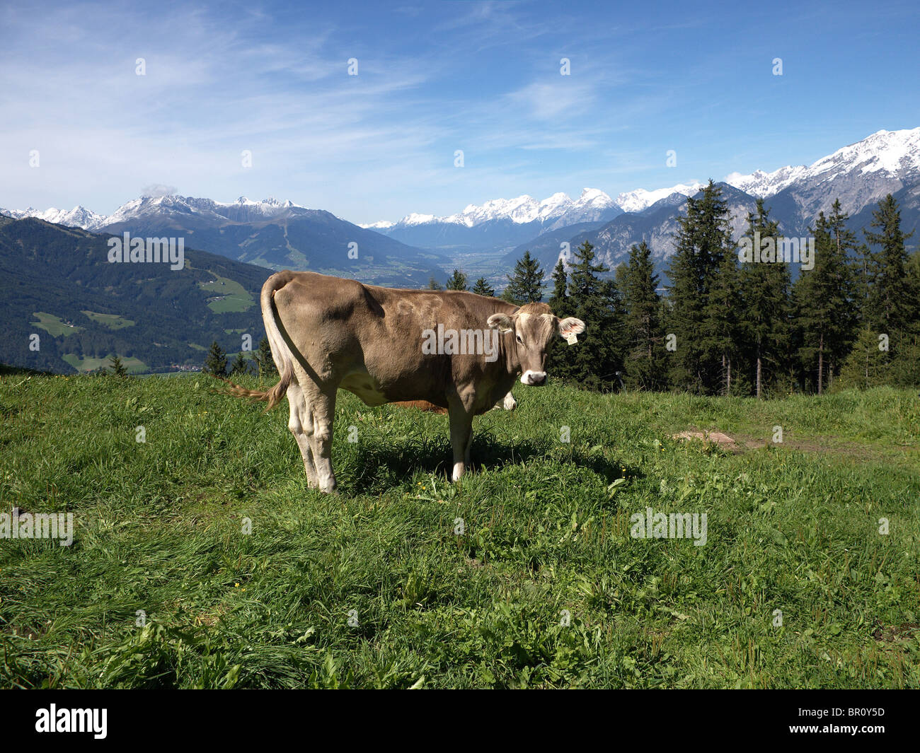 A brown alpine cow in the Austrian Tirol Stock Photo - Alamy