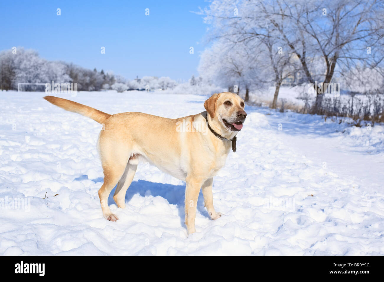 Yellow Labrador Retriever enjoying a day at the park on a frosty winter day. Winnipeg, Manitoba, Canada. Stock Photo