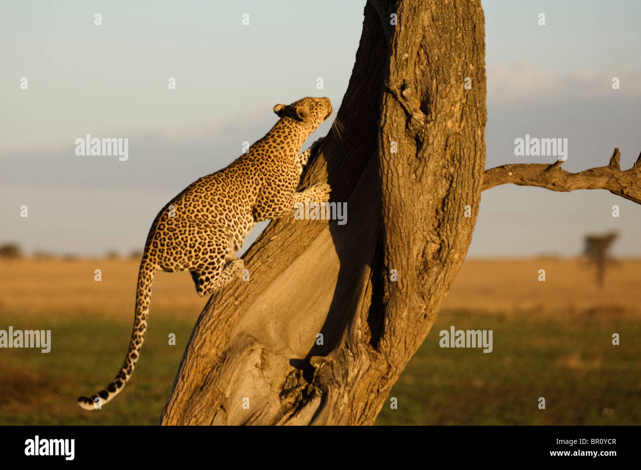 Leopard climbing tree hi-res stock photography and images - Alamy