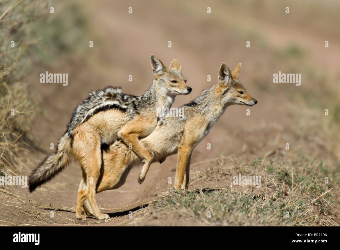 Black-backed jackals mating (Canis mesomelas), Serengeti National Park, Tanzania Stock Photo