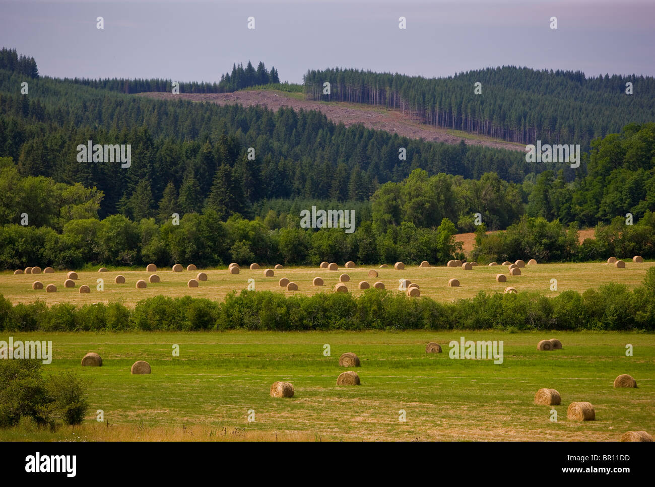 BLODGETT, OREGON, USA - Round bales of hay in field, farm Stock Photo