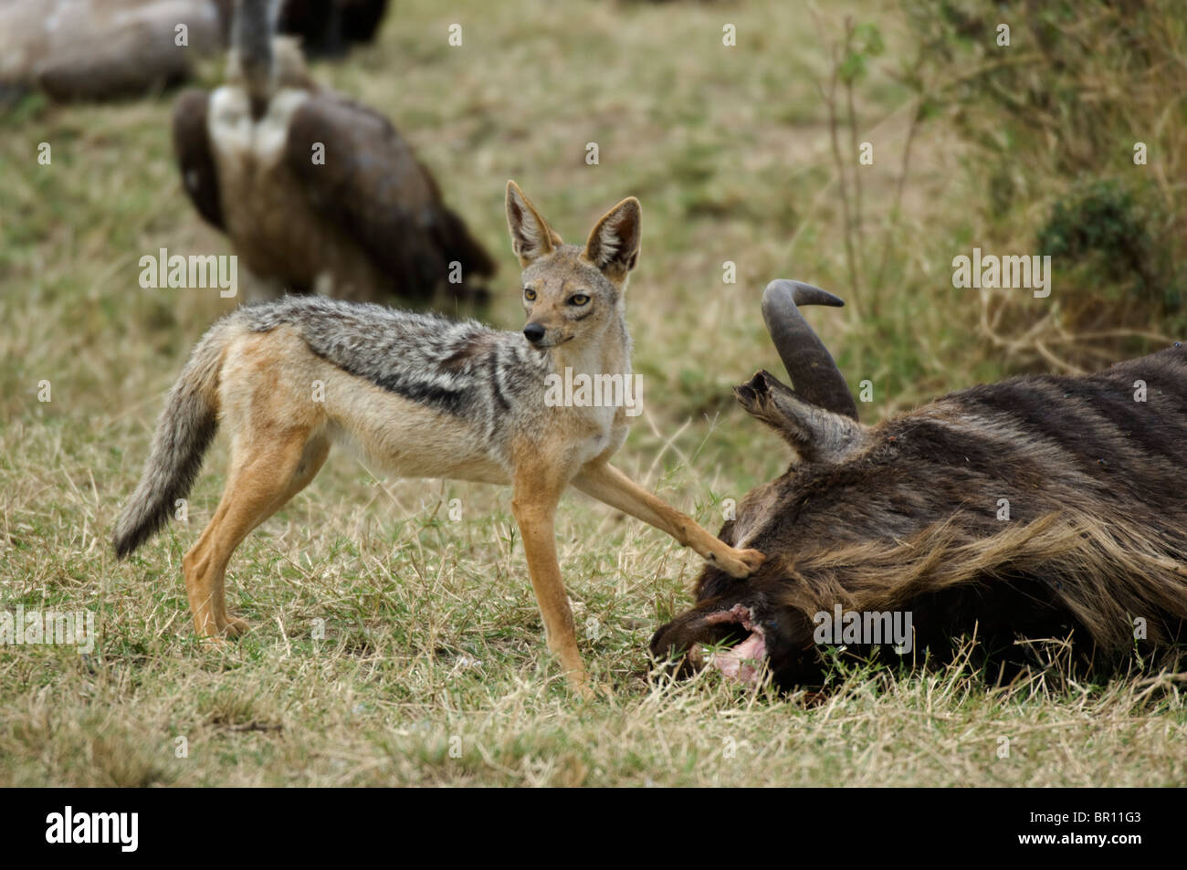 Black-backed jackal scavenging from a kill (Canis mesomelas), Serengeti National Park, Tanzania Stock Photo