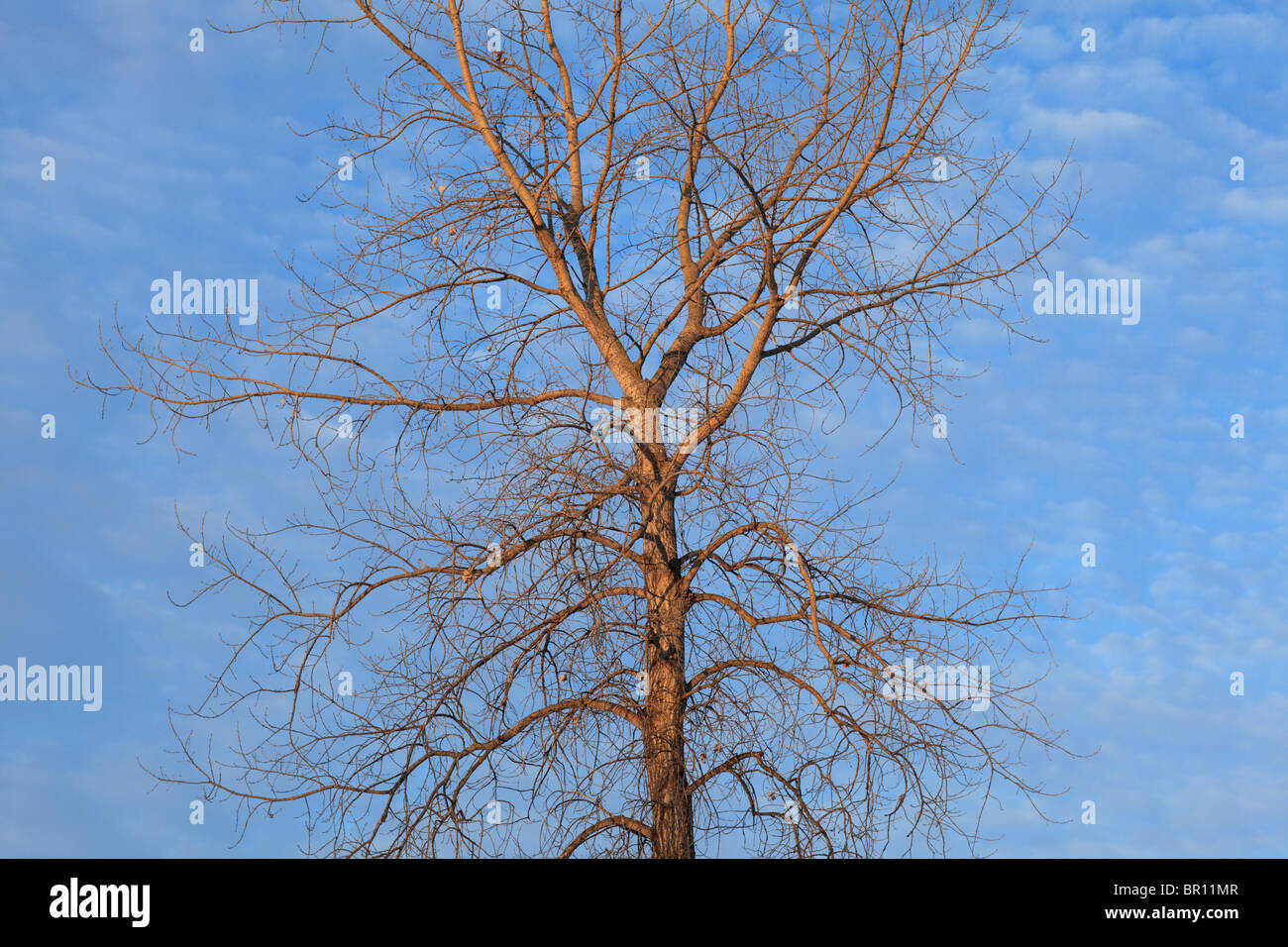 A barren, leafless tree against blue winter sky. Stock Photo