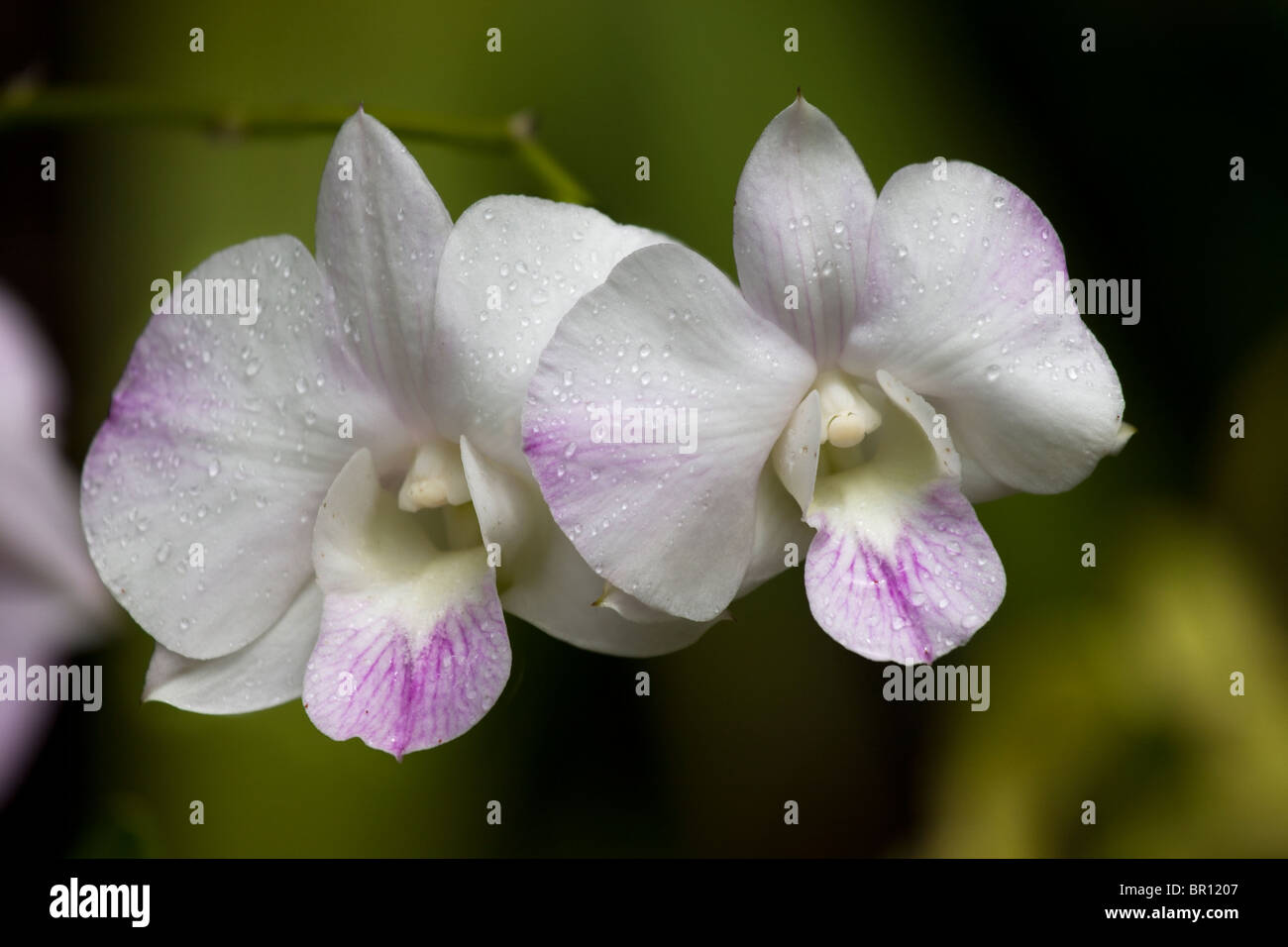 White Orchid pair. Two white and purple orchids against a green background. Stock Photo