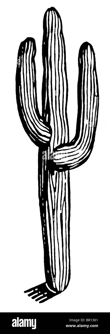 A black and white version of a vintage cactus Stock Photo