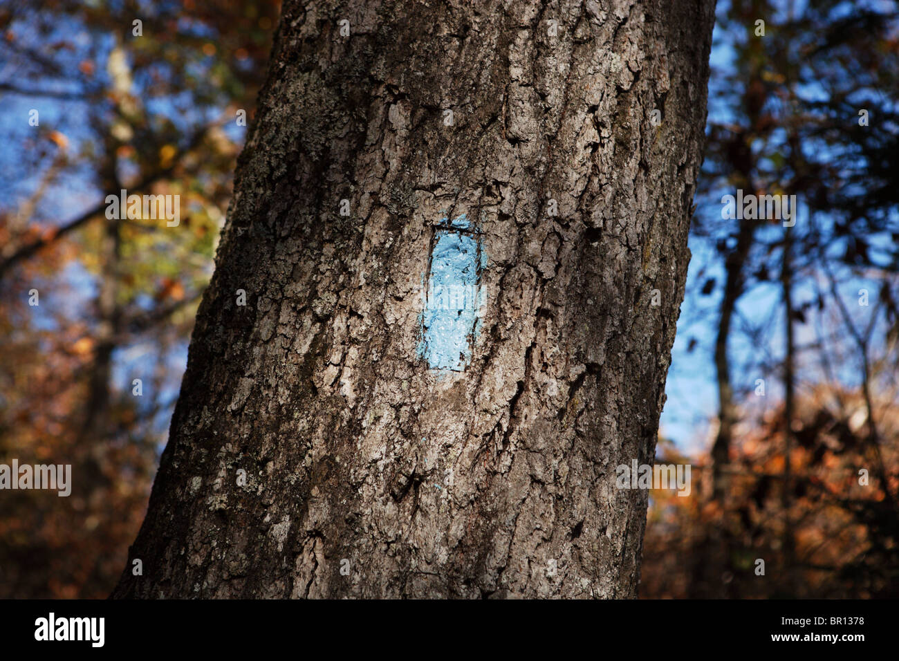 A blue trail blaze in Shenandoah National Park, Virginia. Stock Photo