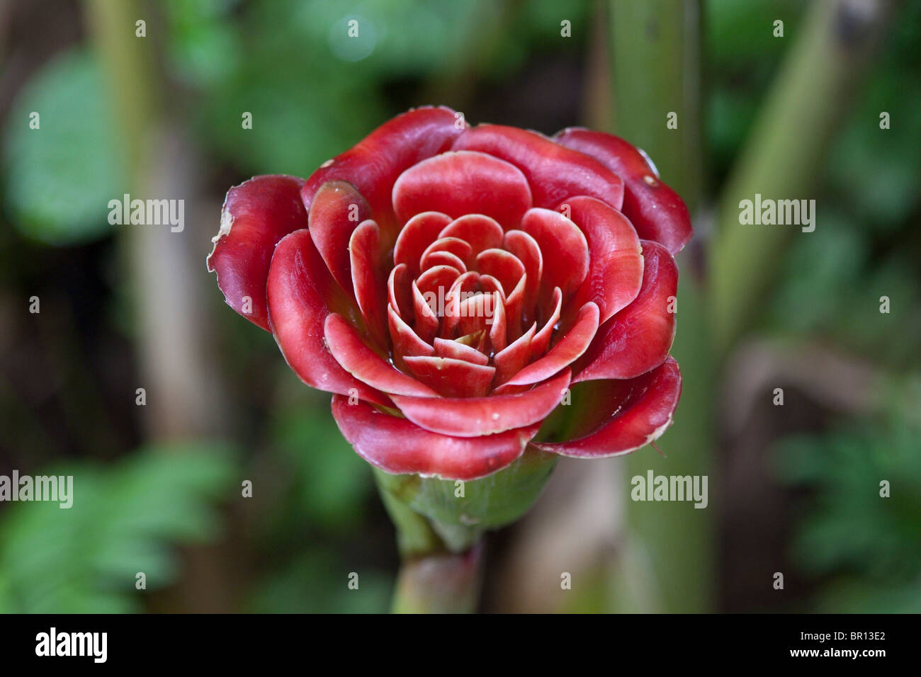 Rose of Siam. Etlingera Corneri Zingiberaceae from Malaysia a rose-like succulent Stock Photo