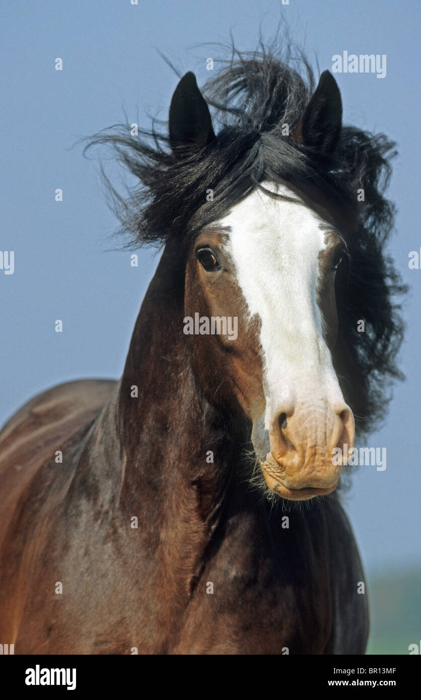 Shire Horse (Equus ferus caballus). Portrait of a gelding. Stock Photo