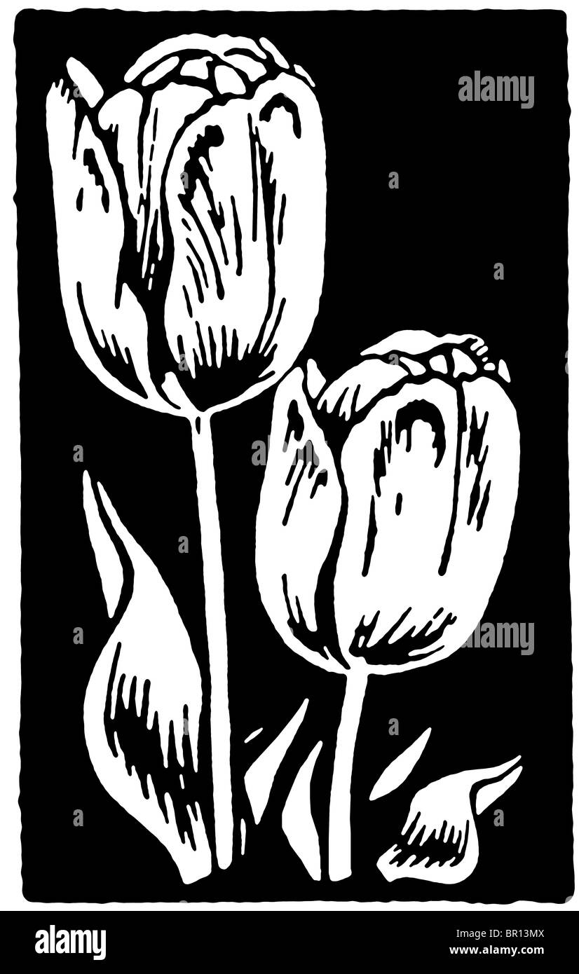 A black and white version of a vintage print of Tulips Stock Photo
