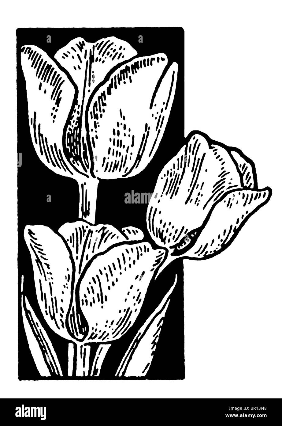 A black and white version of a vintage print of Tulips Stock Photo