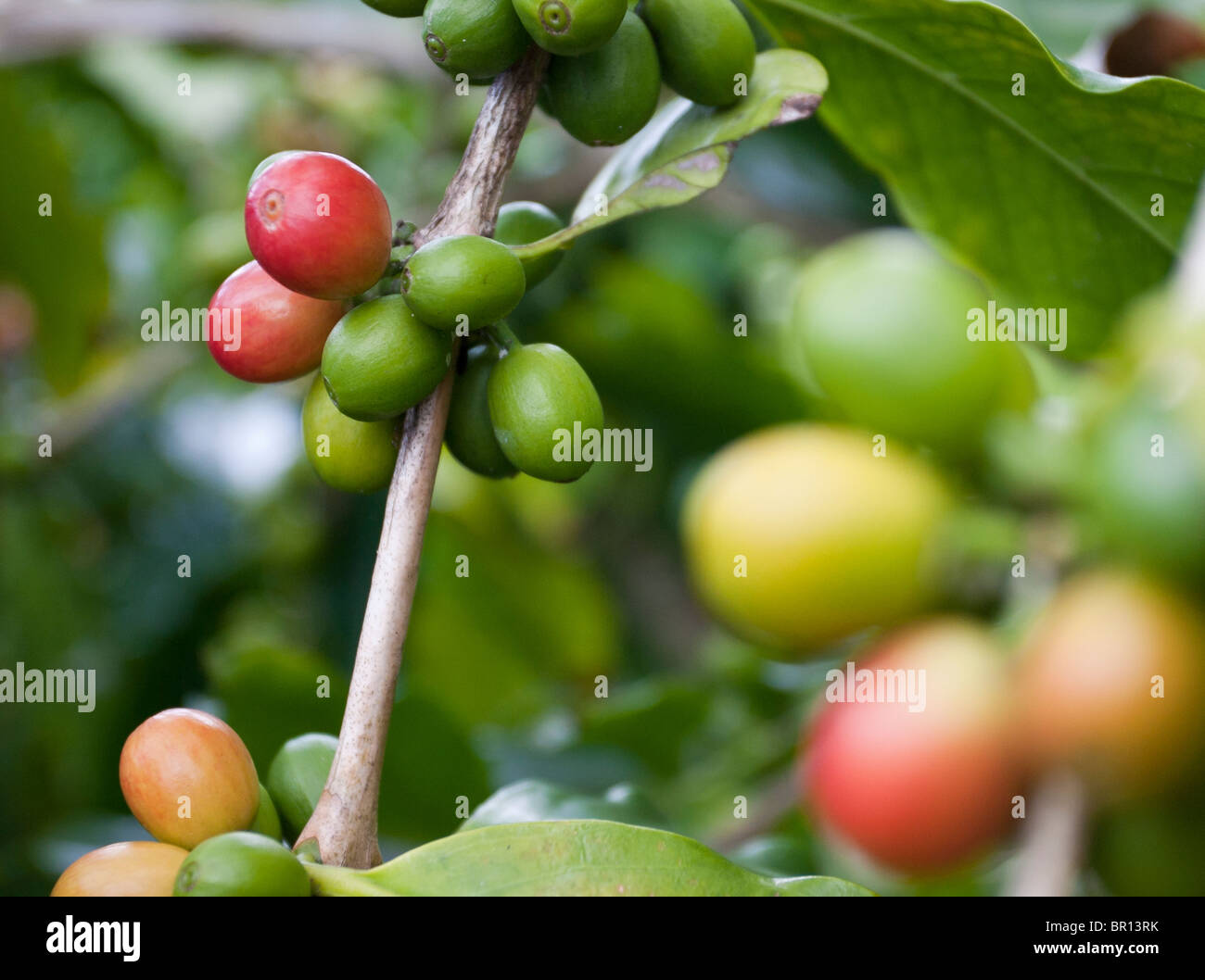 Ripe Red and green coffee Cherries on the branch. Coffee cherries in various stages of ripeness cover a branch of a coffee tree Stock Photo