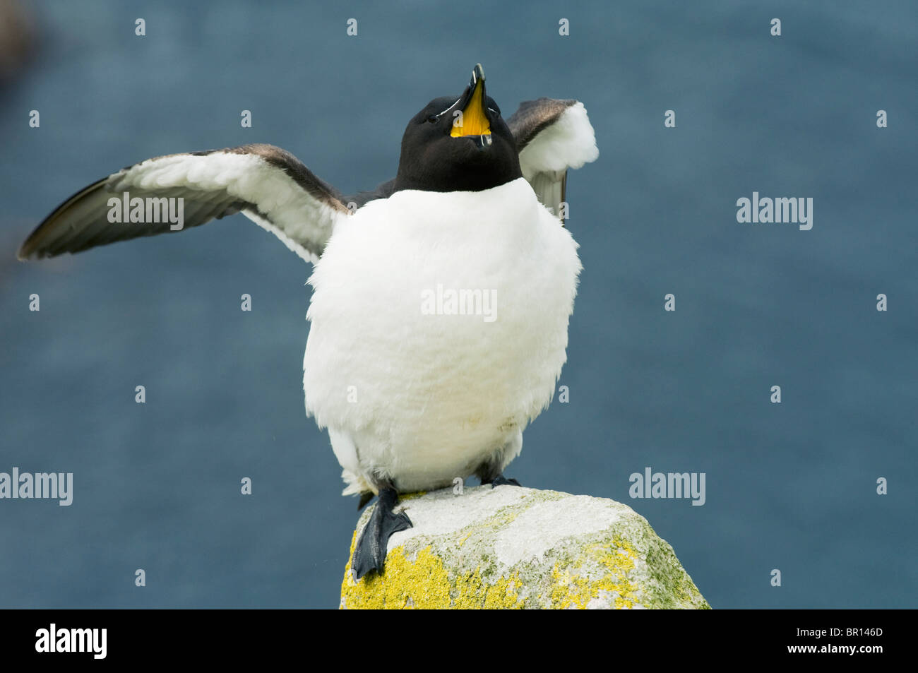 Razorbill (Alca torda) Stretching, Saltee Islands, County Wexford, Ireland Stock Photo