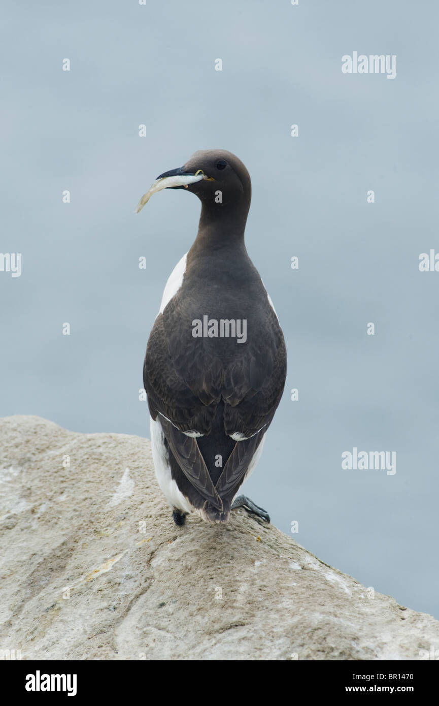 Common Guillemot or Common Murre (Uria aalge) with fish, Saltee Islands, County Wexford, Ireland Stock Photo
