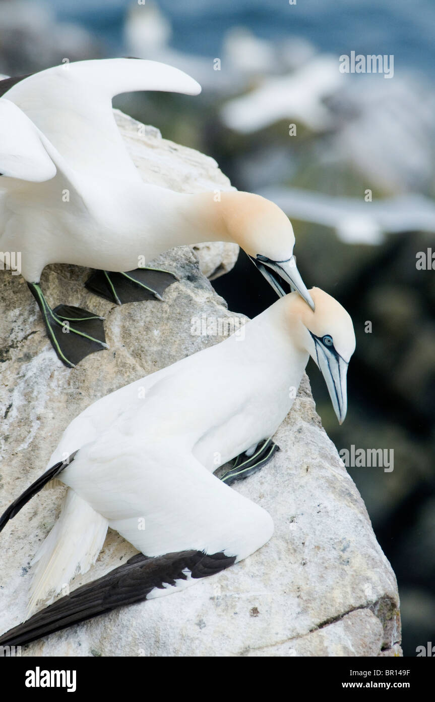 Northern Gannets (Sula sula) Colony argument, Saltee Islands, County Wexford, Ireland Stock Photo