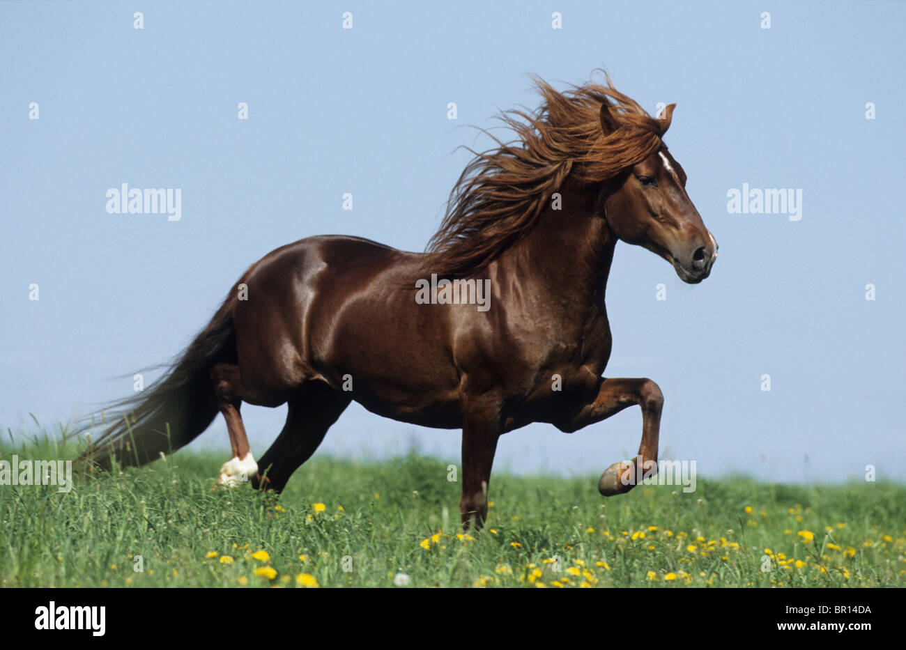 Paso Peruano (Equus ferus caballus), stallion trotting on a meadow. Stock Photo