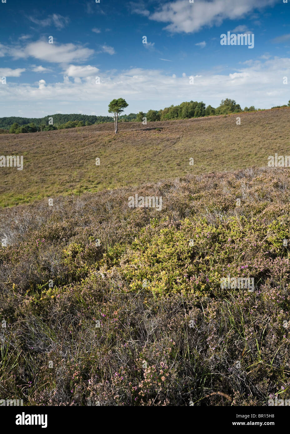 Heathland beside the Smugglers Road near Burley Street New Forest