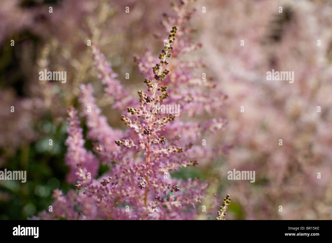 Pink Astilbe flowers basking in afternoon sunshine in England. Stock Photo
