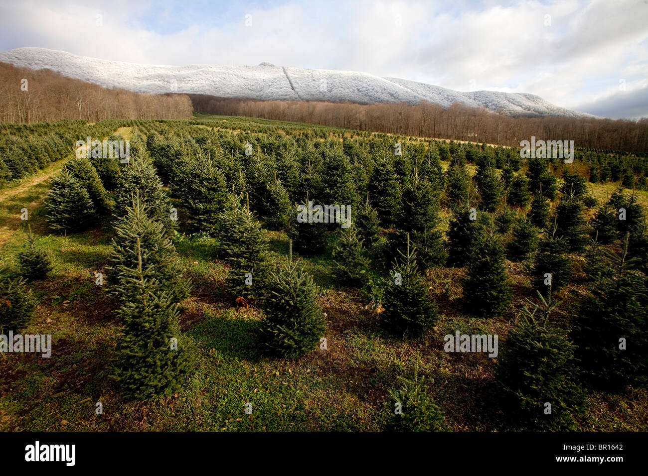 A Christmas tree farm in Zionville, North Carolina Stock Photo Alamy