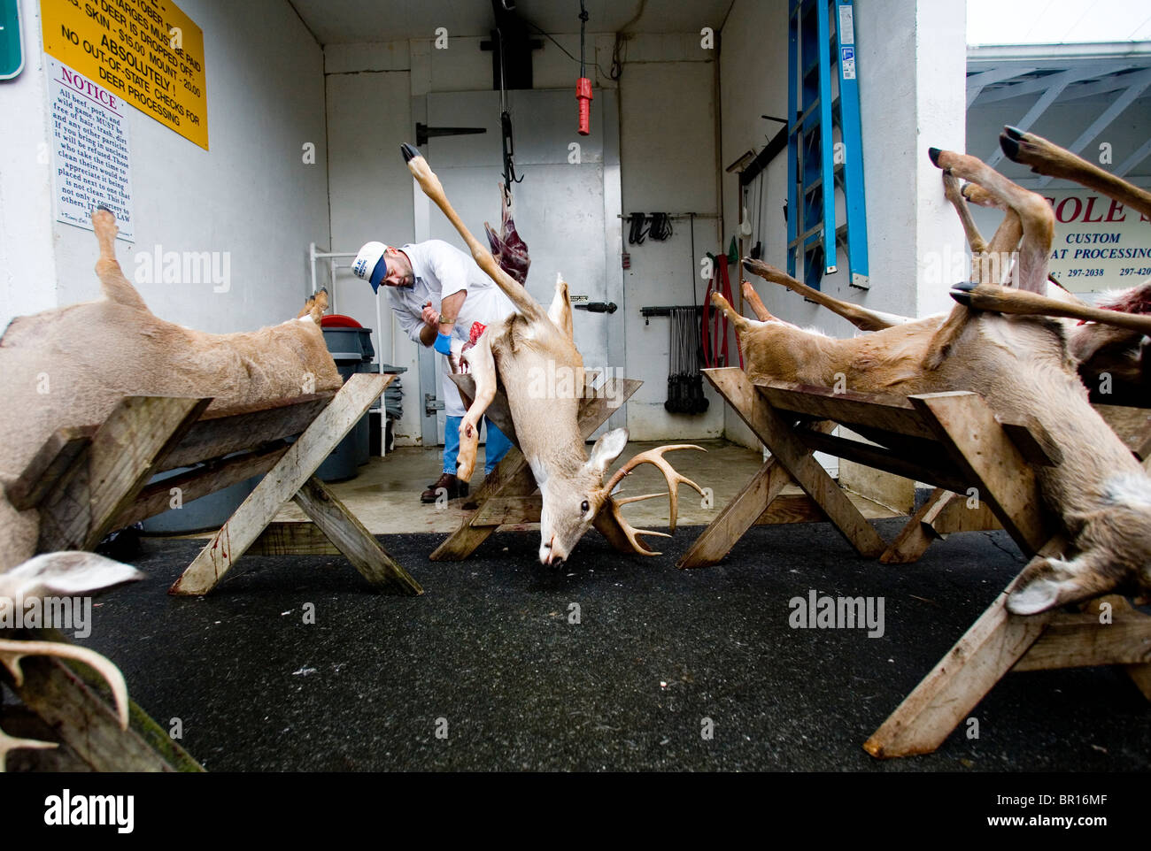 A man skins and cleans a deer outside of his meat processing facility