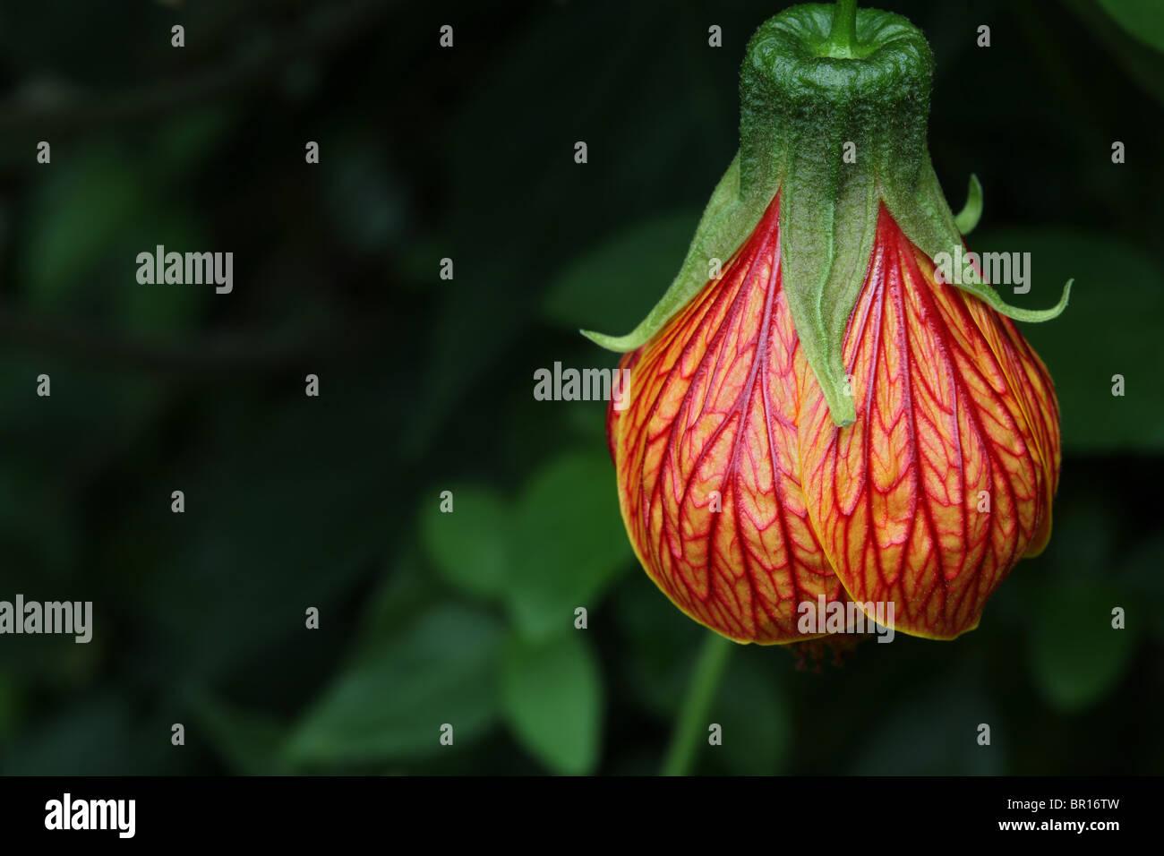 Hanging colorful flower against natural green background - Abutilon hybridum CHINESE LANTERN Stock Photo