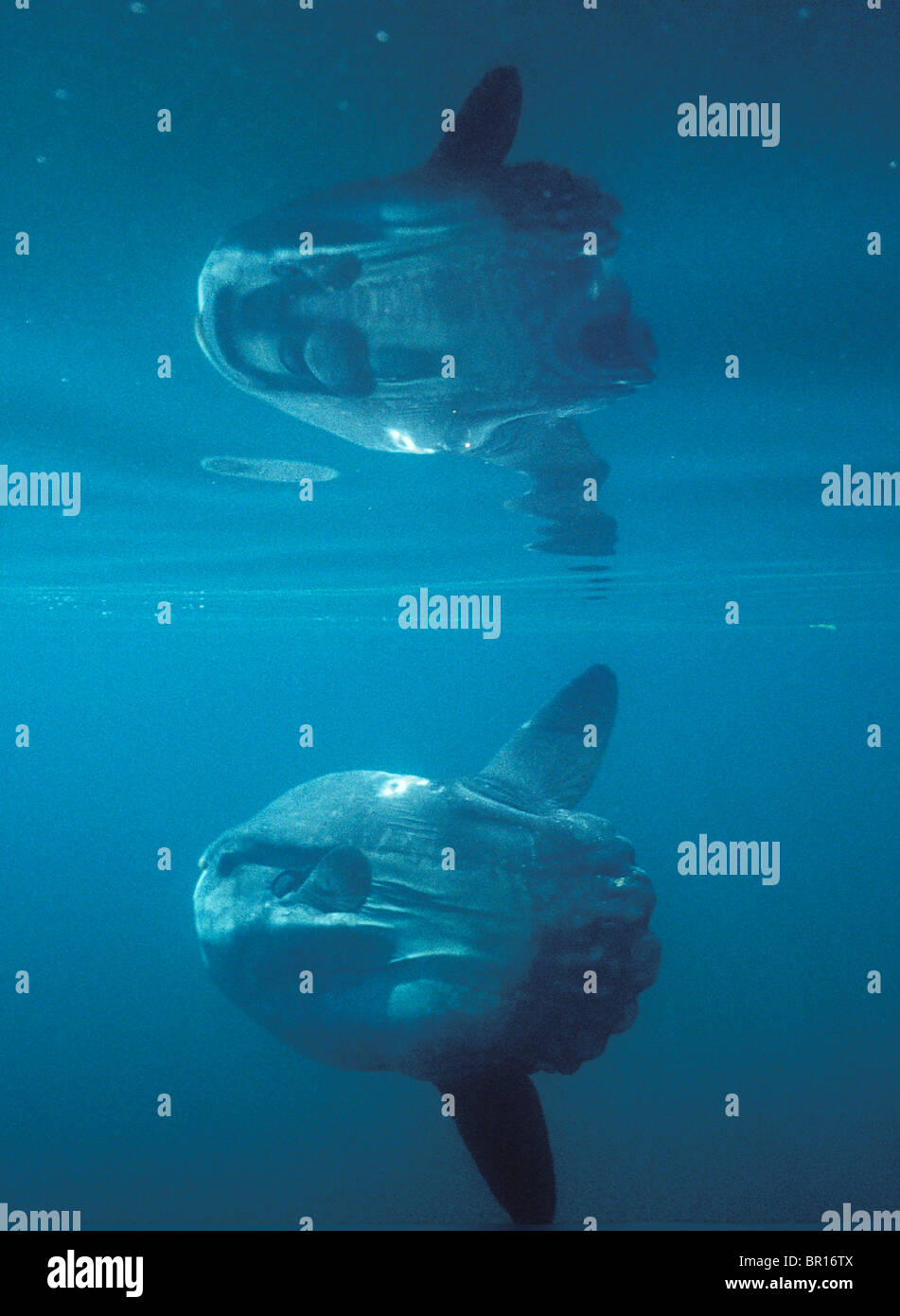 an ocean sunfish swims close to the surface of the Gulf of Maine, Maine