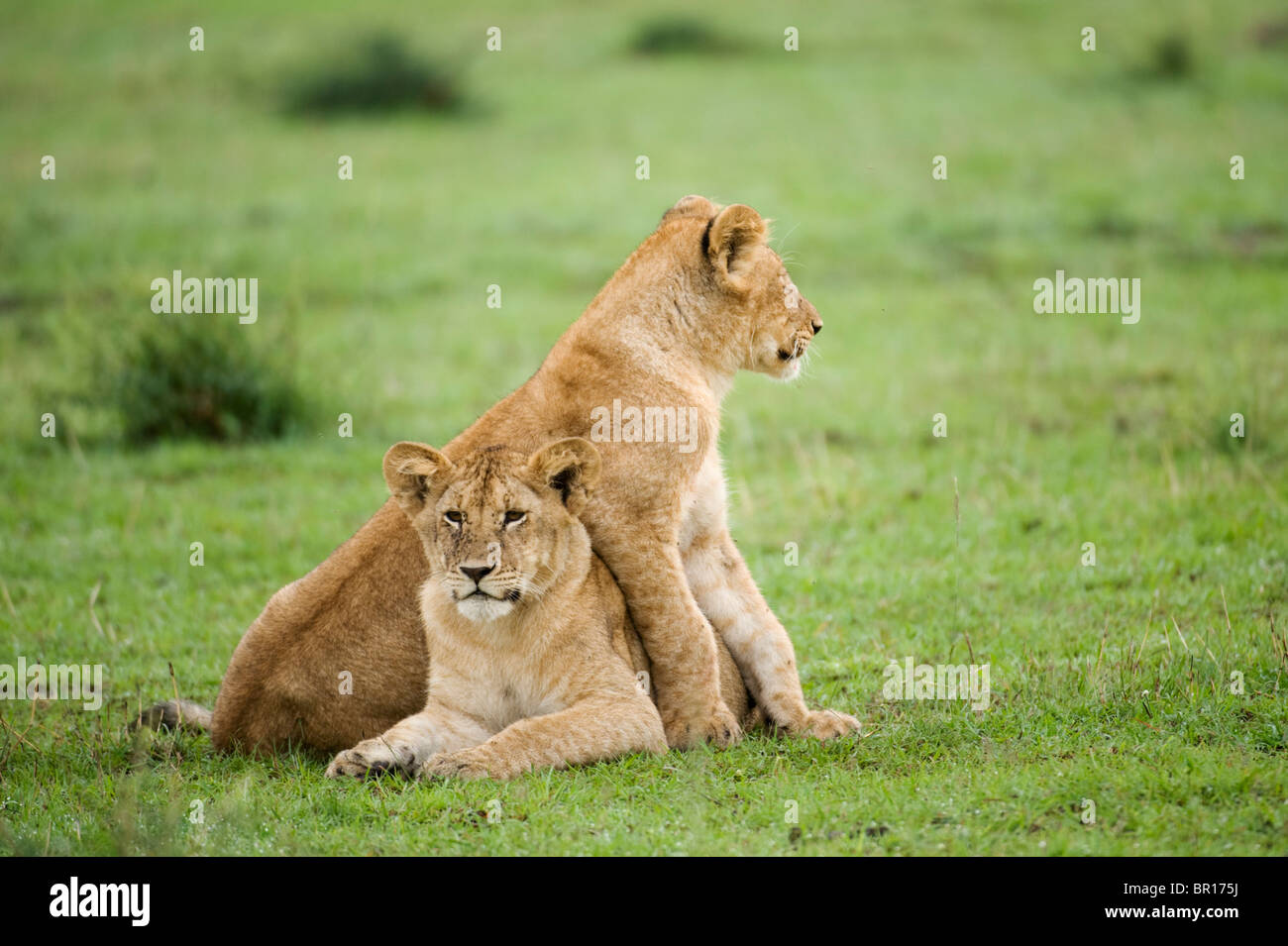 Lion cubs playing (Panthero leo), Serengeti National Park, Tanzania Stock Photo