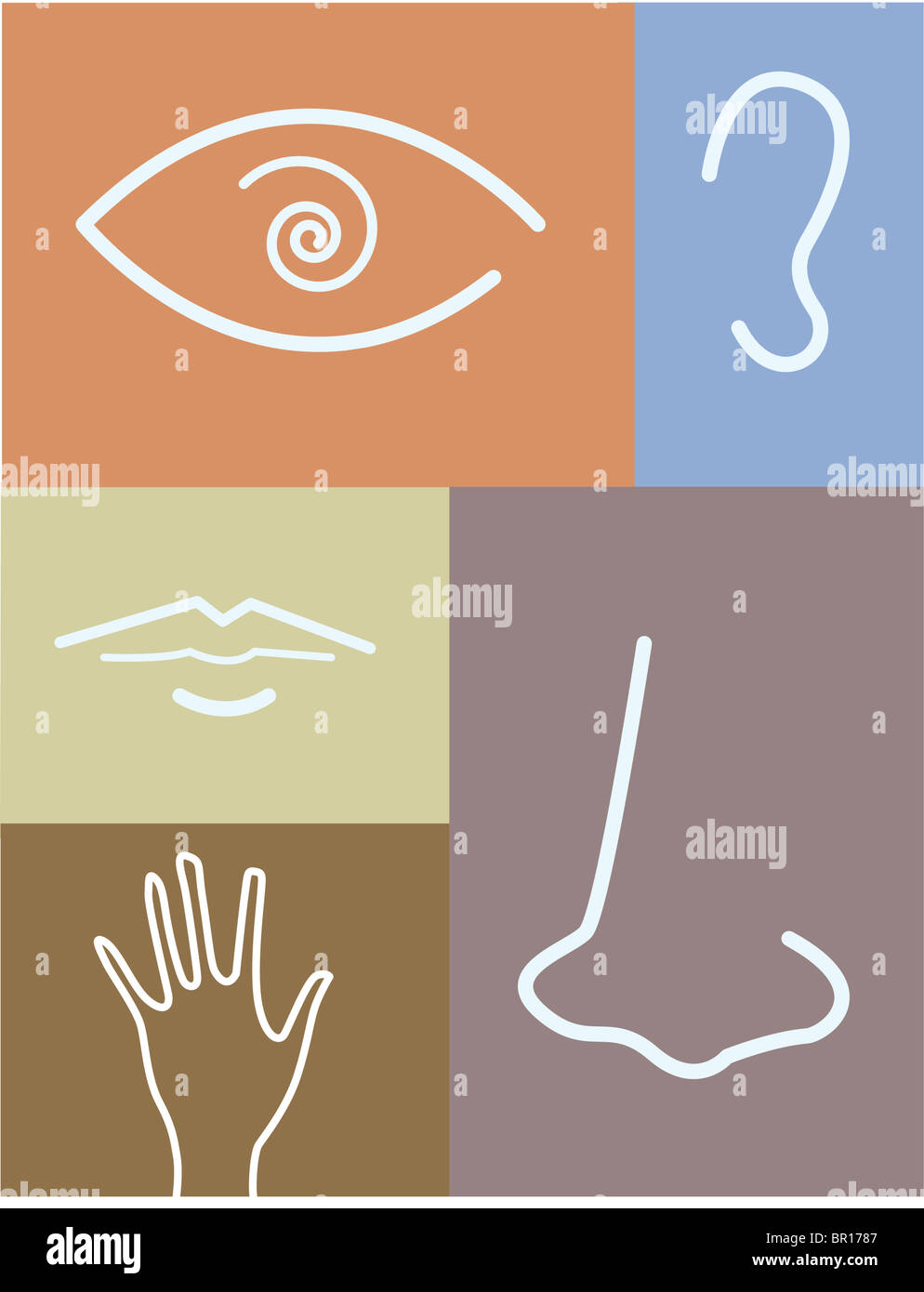 Five Senses Illustration Hi-res Stock Photography And Images - Alamy