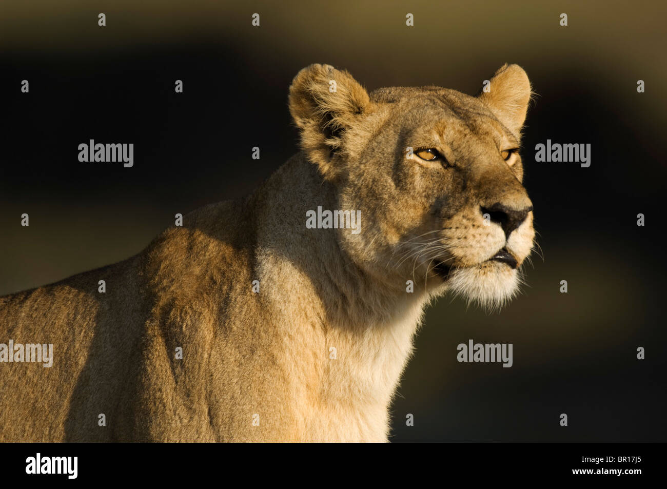 Lion (Panthero leo), Serengeti National Park, Tanzania Stock Photo