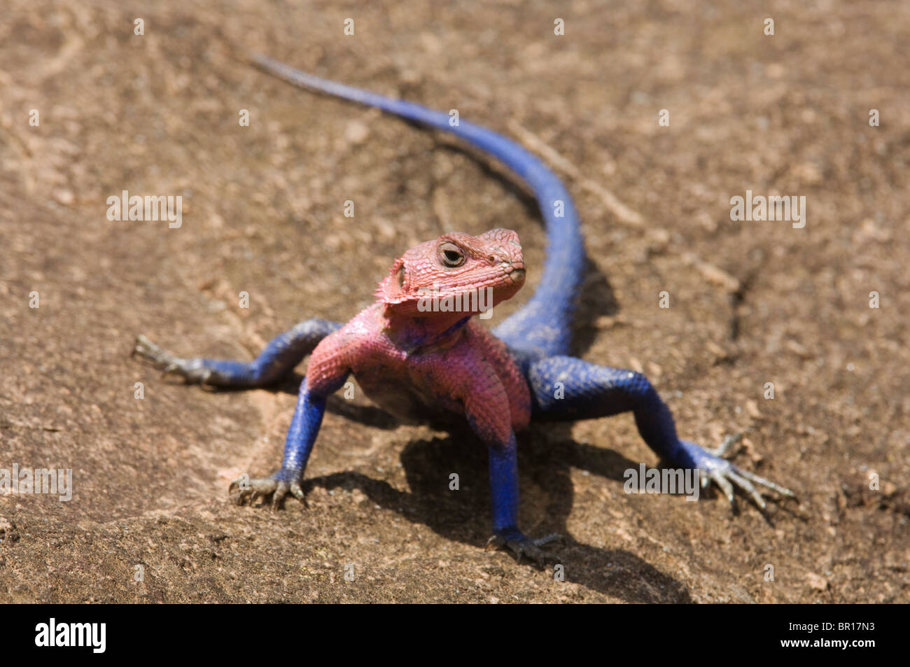 Flat-headed rock agama, Agama mwanzae,  Serengeti National Park, Tanzania Stock Photo