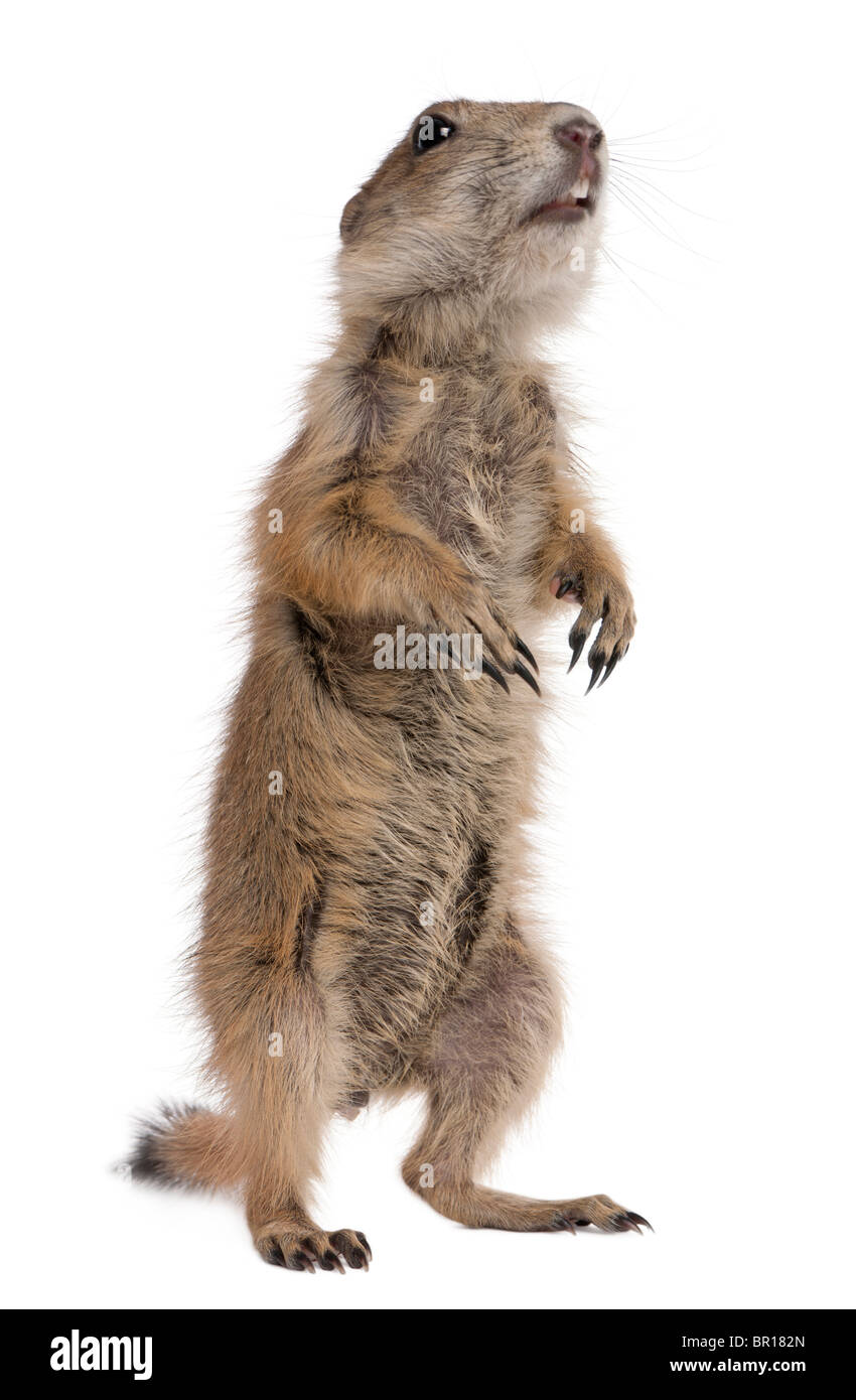 Black-tailed prairie dog, Cynomys ludovicianus, standing on hind legs in front of white background Stock Photo