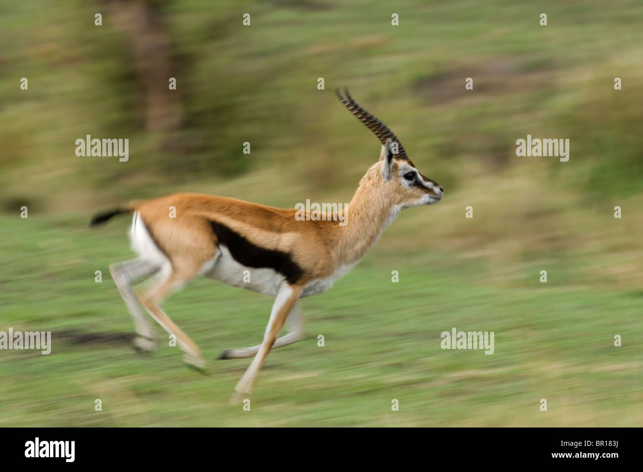 Thomson S Gazelle Running Gazella Thomsoni Serengeti National Park Tanzania Stock Photo Alamy