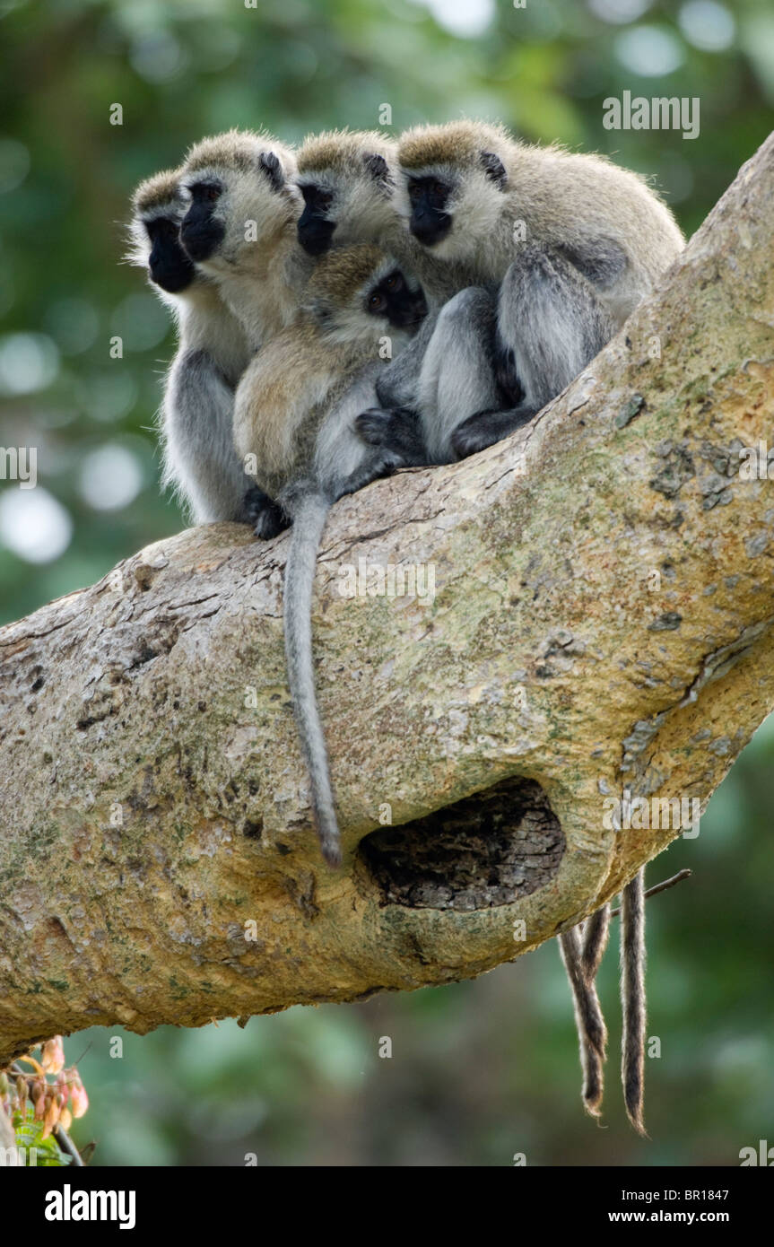 Cercopithecini Vervet monkey (Cercopithecus aethiops), Serengeti National Park ...