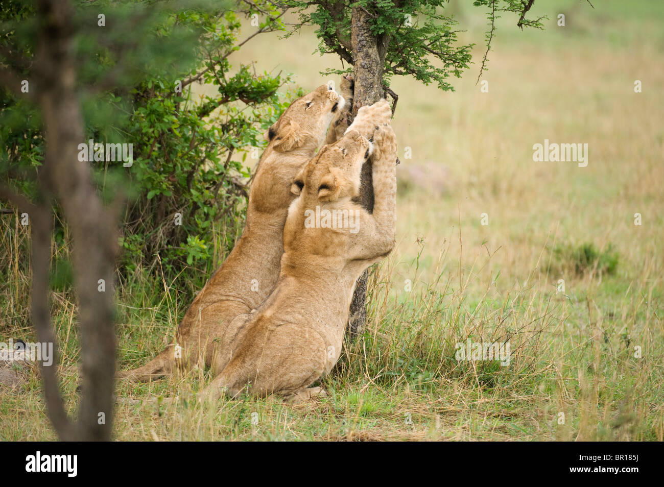 Lions scratching a tree (Panthero leo), Serengeti National Park