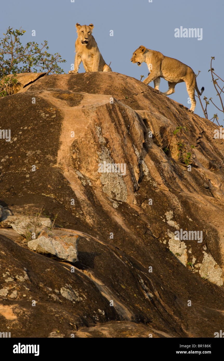 Serengeti lions rock hi-res stock photography and images - Alamy