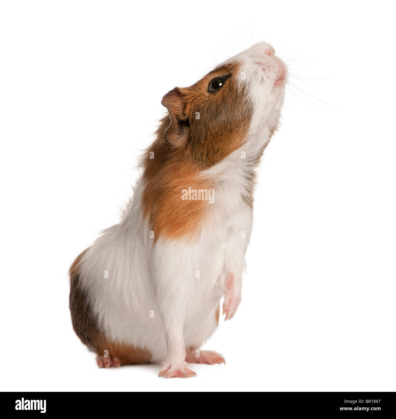 Guinea pig, Cavia porcellus, sniffing in front of white background Stock Photo