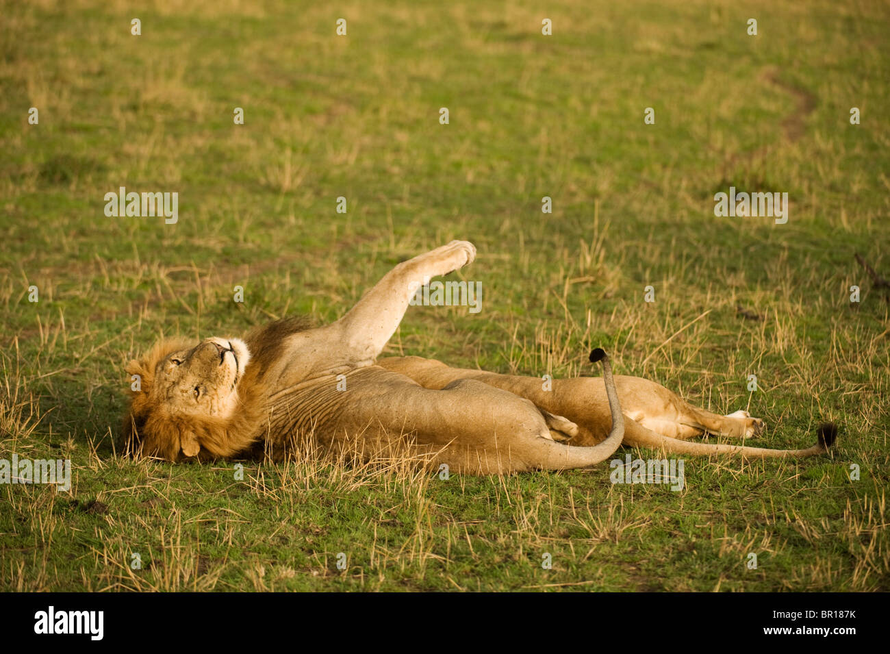 mating pair of Lions (Panthero leo), Serengeti National Park, Tanzania ...