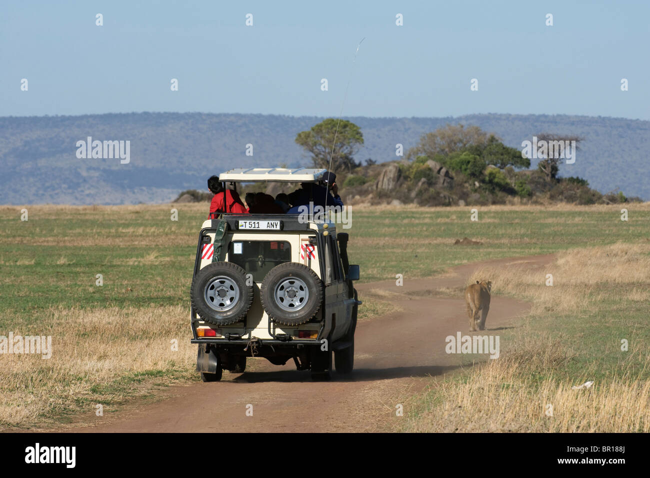 Safari vehicle with Lion (Panthero leo), Serengeti National Park, Tanzania Stock Photo