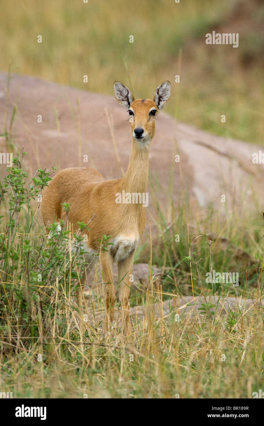 Oribi (Ourebia ourebi), Serengeti National Park, Tanzania Stock Photo