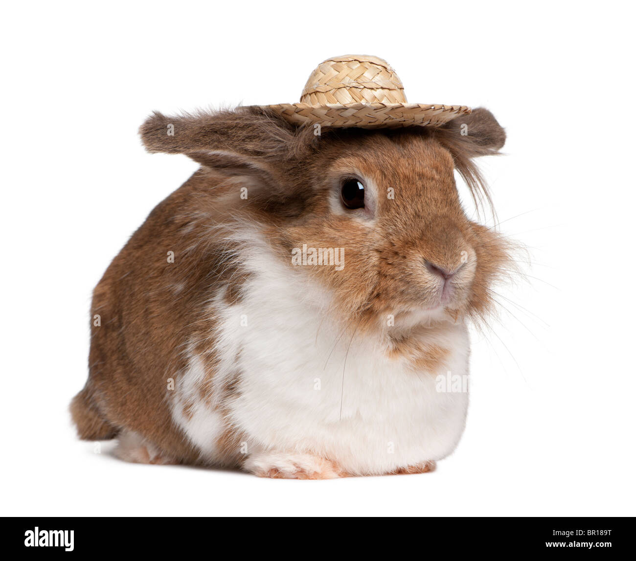Rabbit with hat Clearance