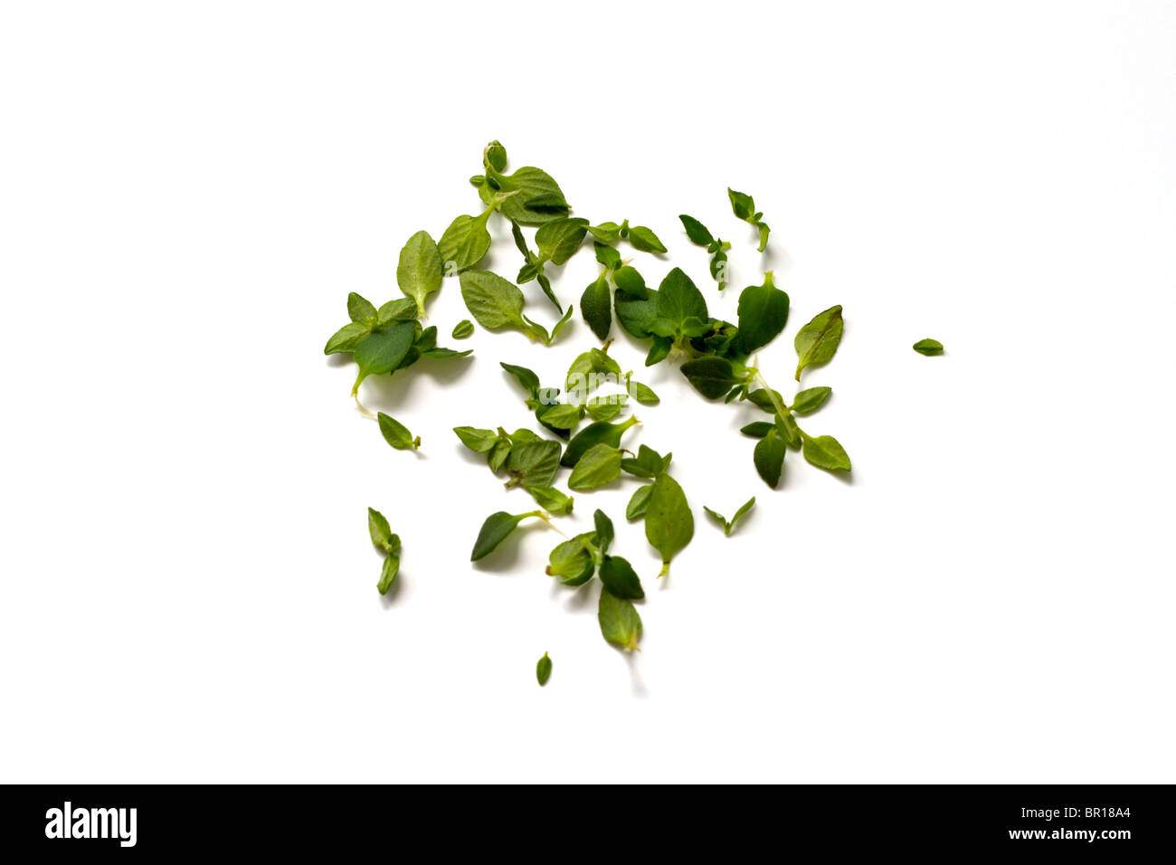 Fresh thyme leaves Stock Photo