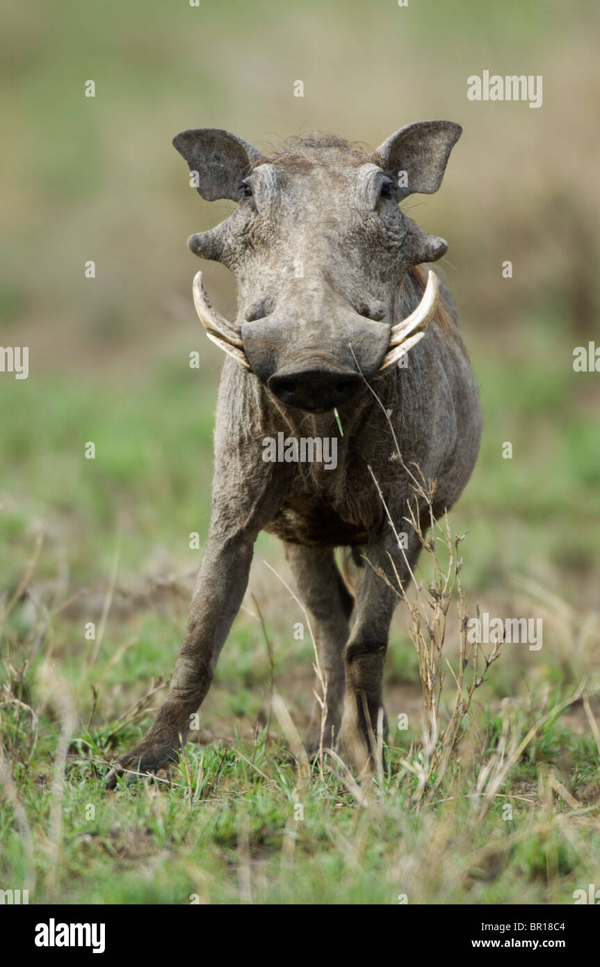 Warthog (Phacochoerus africanus), Serengeti National Park, Tanzania Stock Photo