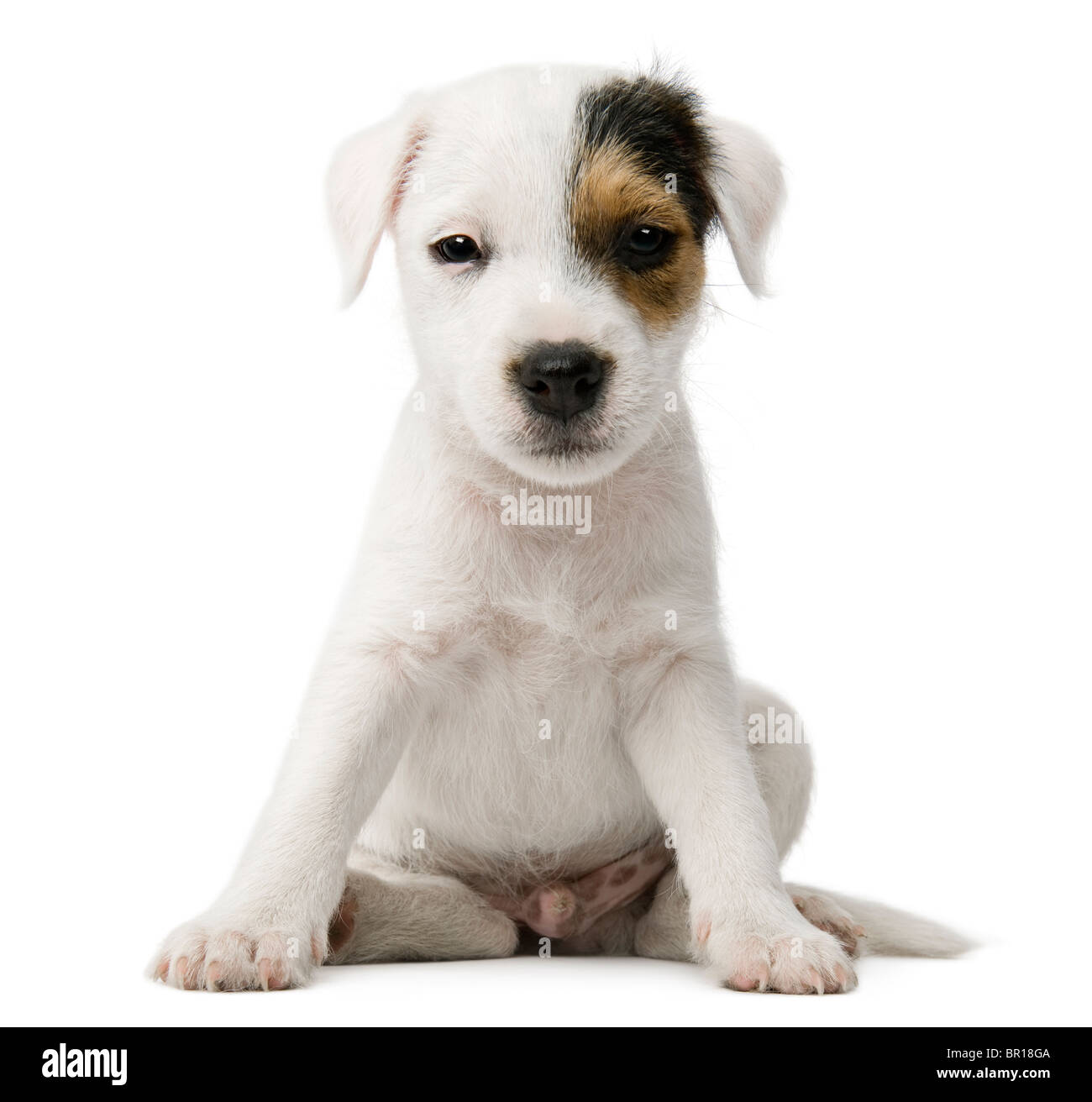 Parson Russell Terrier puppy sitting in front of white background Stock Photo