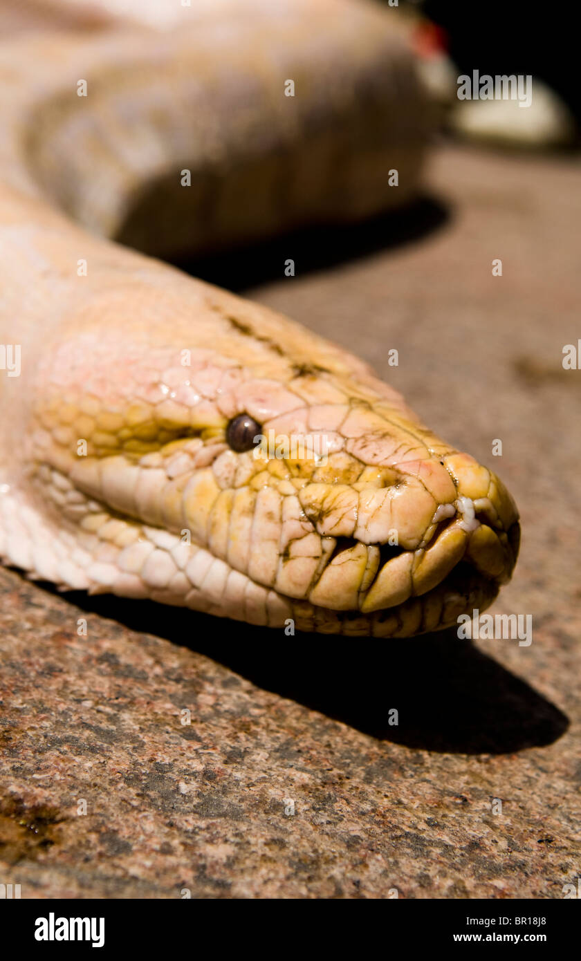 An albino Burmese Python. Stock Photo